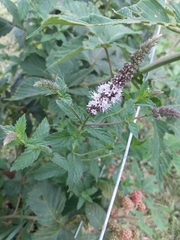 Mentha × piperita