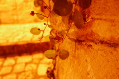 Capparis