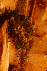 Capparis