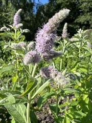 Mentha longifolia