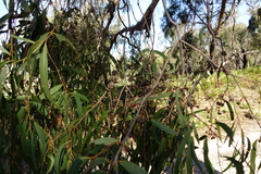 Eucalyptus arenicola