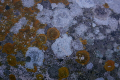 Lecanoromycetes