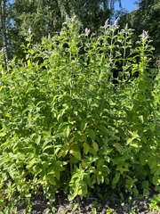 Mentha longifolia