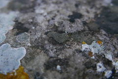 Lecanoromycetes
