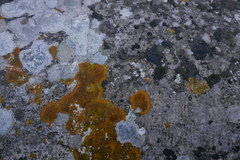 Lecanoromycetes