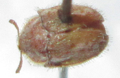 Trichaspis tomentosa