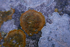 Lecanoromycetes