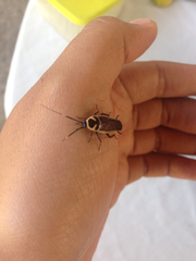 Pseudomops interceptus