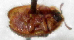 Trichaspis tomentosa