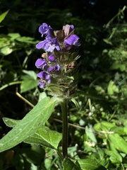 Prunella vulgaris