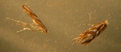 Phyllonorycter blancardella group