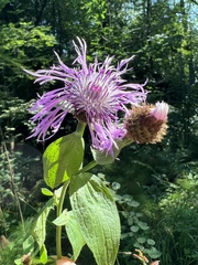 Centaurea phrygia