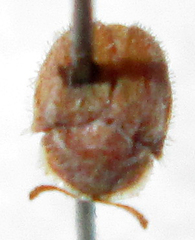 Trichaspis tomentosa