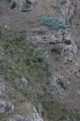 Opuntia