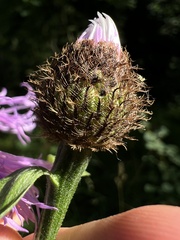 Centaurea phrygia