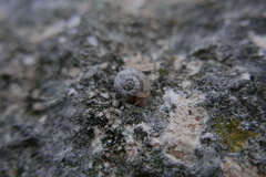 Helicoidea