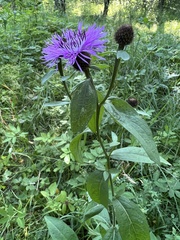 Centaurea phrygia