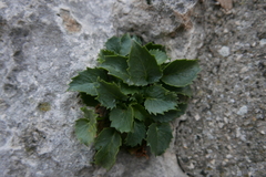 Campanula versicolor tenorei