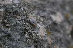 Helicoidea