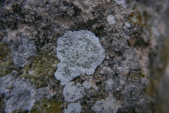Lecanoromycetes