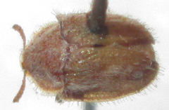 Trichaspis tomentosa