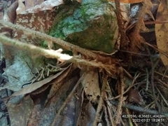 Polystichum setiferum