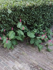 Bistorta amplexicaulis