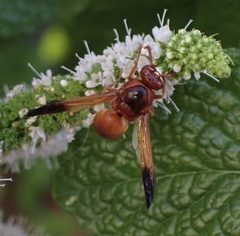 Rhynchium oculatum ibericum