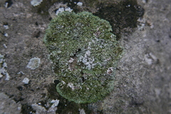 Lecanoromycetes