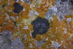 Lecanoromycetes