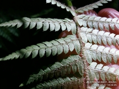 Polystichum setiferum