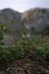 Clinopodium nepeta