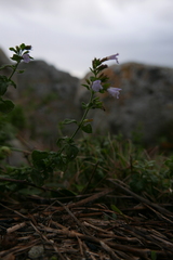 Clinopodium nepeta