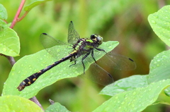 Ophiogomphus mainensis