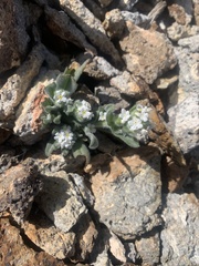 Amsinckiopsis kingii