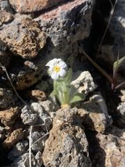 Amsinckiopsis kingii