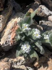 Amsinckiopsis kingii