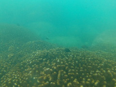 Stegastes acapulcoensis