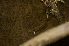 Channa argus