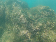 Ophioblennius steindachneri