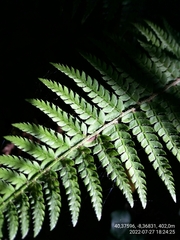 Polystichum setiferum