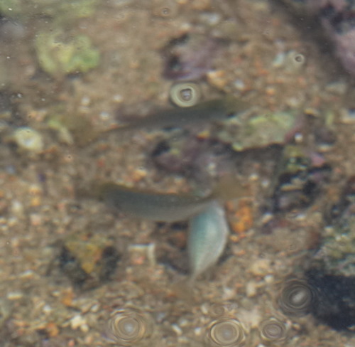 Siganus canaliculatus