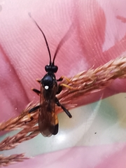 Ichneumon extensorius