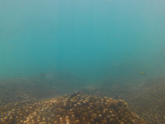 Thalassoma lucasanum