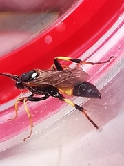 Ichneumon extensorius