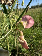 Lathyrus sylvestris