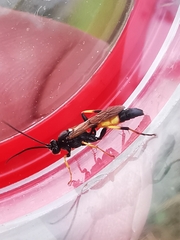 Ichneumon extensorius