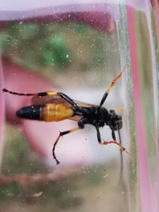 Ichneumon extensorius