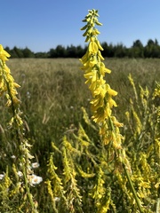 Melilotus officinalis