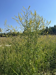 Melilotus officinalis